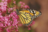 monarch